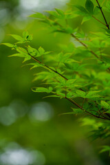 Fototapeta na wymiar 日本楓のきれいな新緑