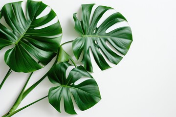 Modern interior with beautiful monstera leaves on a white backdrop Minimalistic concept Copy space selective focus Banner