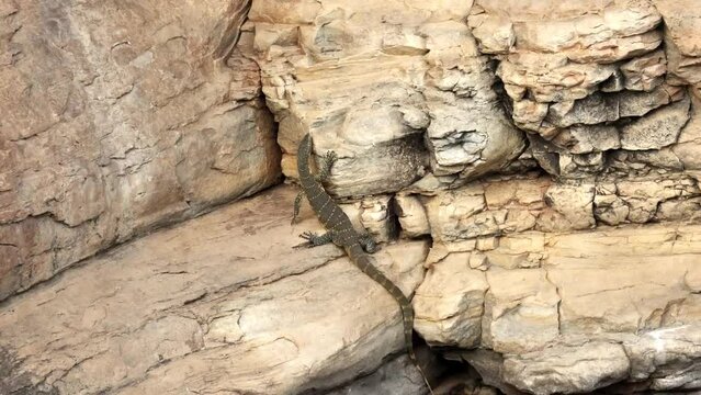 A Nile Monitor lizard or leguaan climbing up a cliff with some difficulty at a waterhole in Hluhluwe Imfolozi game reserve in South Africa. It is also called a water monitor.
