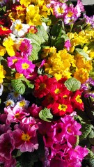 pink and yellow flowers