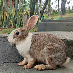 Cute little brown and white color rabbit bunny with long ears.