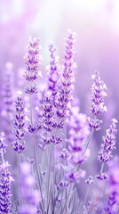 lavender, A macro photo of lavender, with a light purple and transparent texture style, anime aesthetics, interesting complexity, dreamy vibe, perfume, fragrance