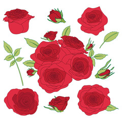 Set of Red Roses Collection and Green Leaves for Wedding or Valentine Greeting Card or Invitation Design Vector
