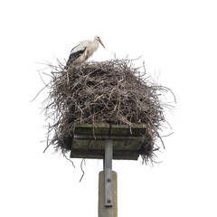 white stork in a high nest isolated png © NuFa Studio