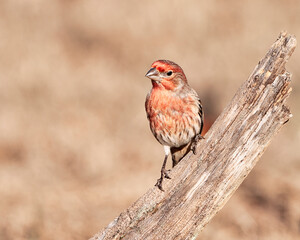 Male House Finch perched on wooden log near dry grass