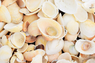 Backgrounds. Creative background of seashells scattered in a chaotic manner
