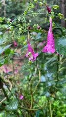 Peristrophe bicalyculata (Retz) Nees is used for the treatment of cancer and mostly found in India