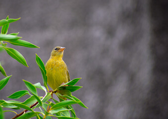 Yellow Bird on a branch