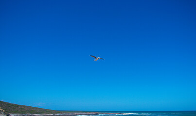 Bird Flying over the ocean