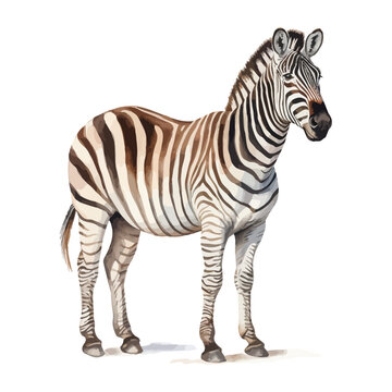 cartoon zebra standing in watercolor painting style