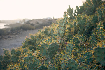 Closeup of a cactus plant with long thorns on sunny beach in Canary Islands