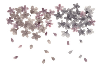 墨で描いた桜の花