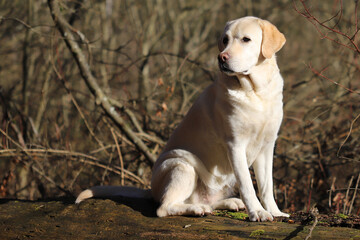 alter Labrador