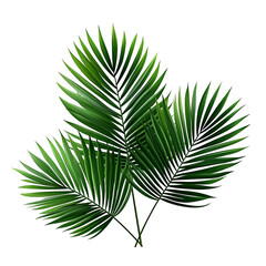 Vector watercolor palm leaves, coconut palm leaves, tropical leaves, variety, ornamental plants, banana leaves, transparent background.