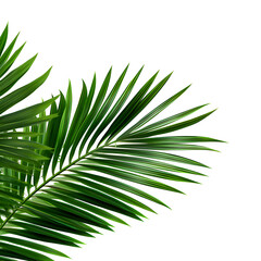Vector watercolor palm leaves, coconut palm leaves, tropical leaves, variety, ornamental plants, banana leaves, transparent background.