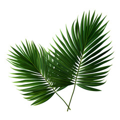 Obraz premium Vector watercolor palm leaves, coconut palm leaves, tropical leaves, variety, ornamental plants, banana leaves, transparent background.