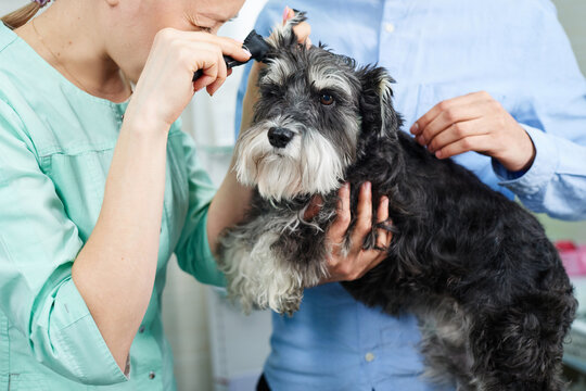 Veterinarian checking ears of of the dog with otoscope