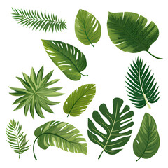 Fototapeta na wymiar Set of tropical leaves, vector, watercolor, variety, ornamental, transparent background.