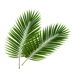 Obraz premium Vector watercolor palm leaves, coconut palm leaves, tropical leaves, variety, ornamental plants, banana leaves, transparent background.