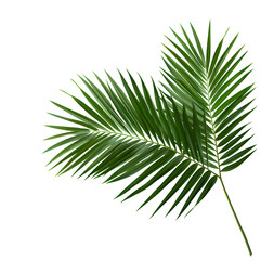 Obraz premium Vector watercolor palm leaves, coconut palm leaves, tropical leaves, variety, ornamental plants, banana leaves, transparent background.