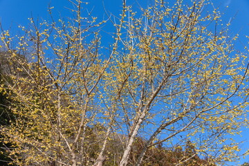 青空に映える満開の黄色い蝋梅の花