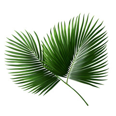 Obraz premium Vector watercolor palm leaves, coconut palm leaves, tropical leaves, variety, ornamental plants, banana leaves, transparent background.