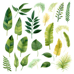 Set of tropical leaves, vector, watercolor, variety, ornamental, transparent background.