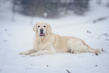 Golden Retriever dogs in a winter snowy forest under the snow on a snowy road