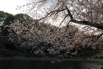 池の畔で咲く桜が満開　神奈川県大和市泉の森公園