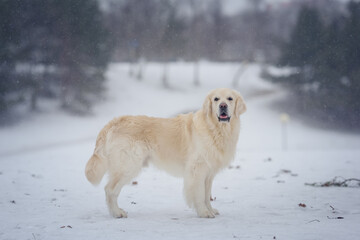 Golden Retriever dogs in a winter snowy forest under the snow on a snowy road