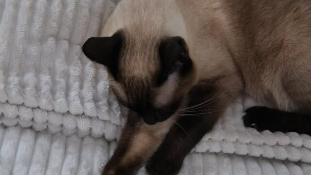 siamese cat close up fur streching , wake up, change position
