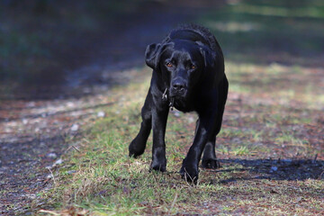 junger Labrador