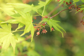 新緑のカエデに花が咲いている