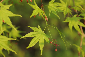 新緑のカエデに花が咲いている