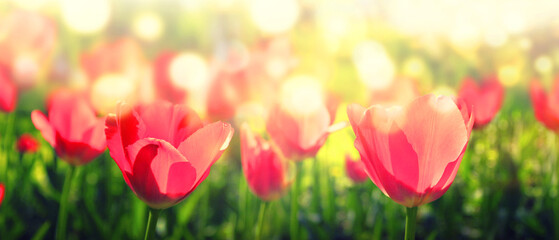 Blooming multi-colored tulips with bokeh effect in a meadow on a sunny spring day.