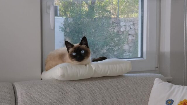 young female siamese cat lying on pillo by window, ly time, watching with blue eyes in camera
