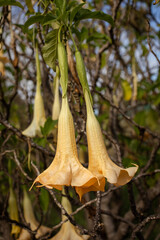Close view of tropical Angel's trumpet tree (Brugmansia, Tree Datura) brunches with large yellow flowers