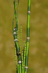 Obraz premium Close up Equisetum Hyemale, Equisetum japonica, Dutch Rush, Rough Horsetail, Rush Horsetail. Young and old stems. Faded garden. June, Netherlands