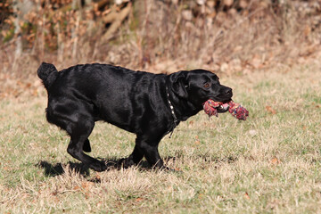 junger Labrador