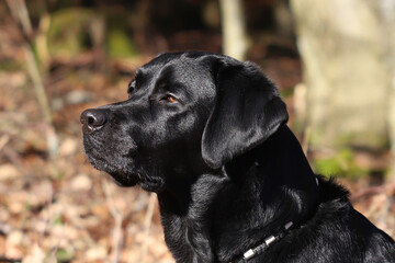 junger Labrador