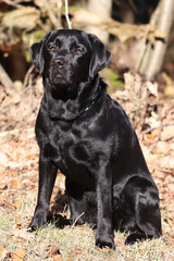 junger Labrador