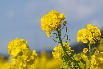 Obraz premium 青空に向かって咲く菜の花