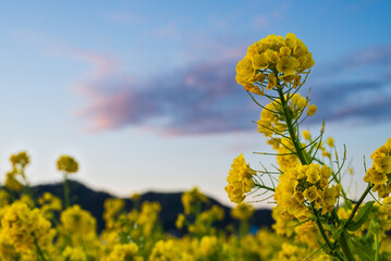 Obraz premium 夕暮れ時の青空に映える菜の花畑に咲く菜の花