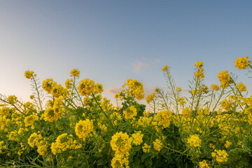 Naklejka premium 夕暮れ時の青空に映える菜の花畑に咲く菜の花