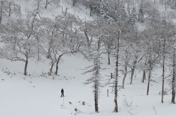 苗場筍山の雪山樹氷とリフトとスキーヤー