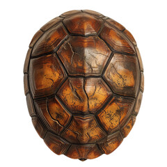 Turtle shell, transparent background, isolated image, generative AI