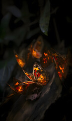 Crackling orange flames lick at dark logs in a forest campfire, casting warm yellow light