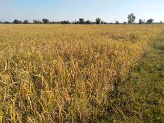 rice farming field in Thailand from soil preparation to harvest