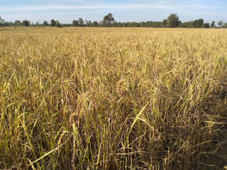 rice farming field in Thailand from soil preparation to harvest
