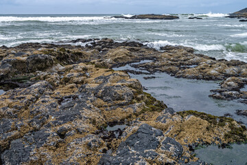 Barnacles grow on the basalt slabs among the tidepools at the Bob Creek Wayside on the Pacific Coast in Oregon, USA